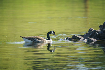 Ducks swimming in lake