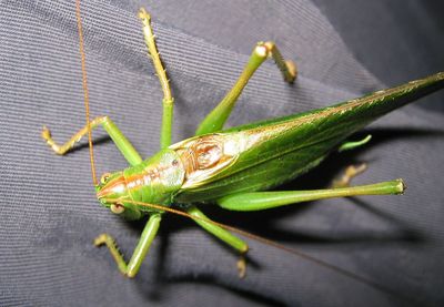 Close-up of insect on plant