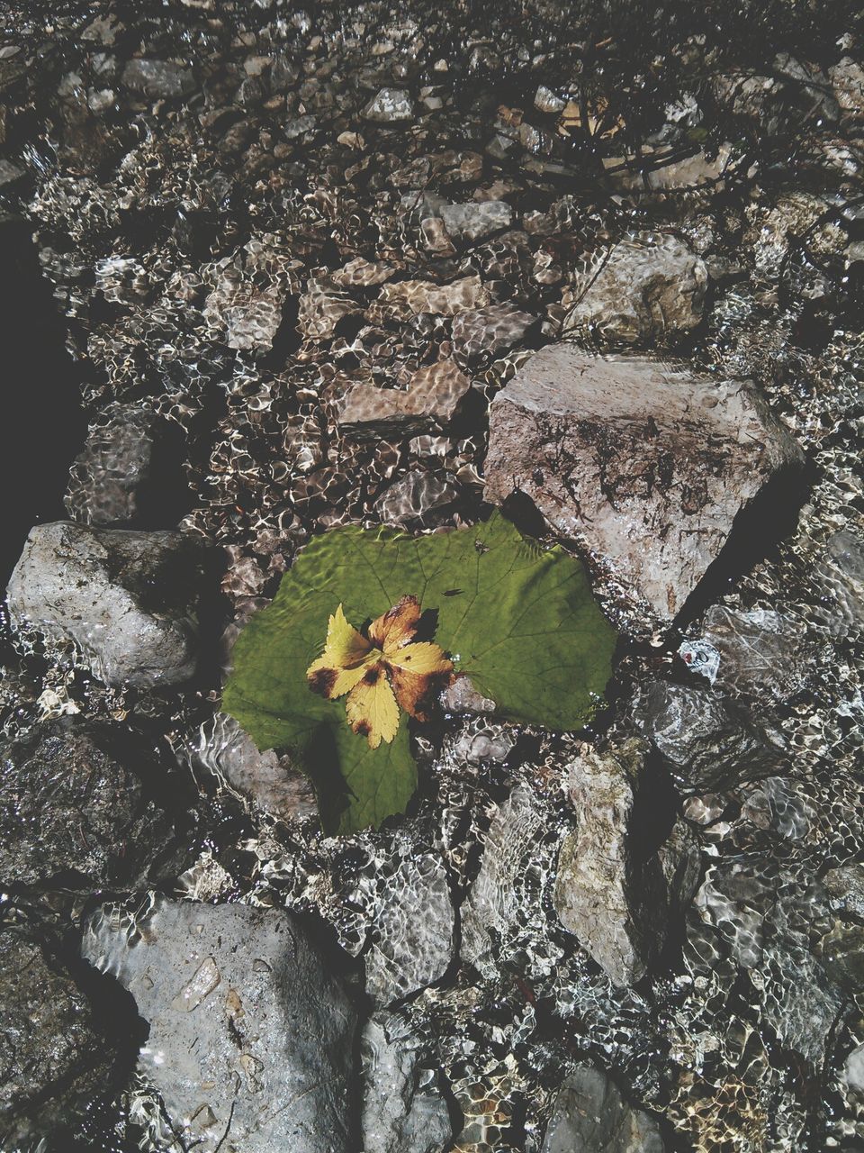 leaf, growth, plant, high angle view, nature, flower, green color, beauty in nature, fragility, growing, day, outdoors, tranquility, sunlight, freshness, no people, wall - building feature, rock - object, textured, moss