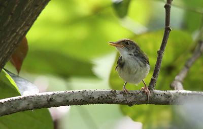 Close-up of bird perching on branch