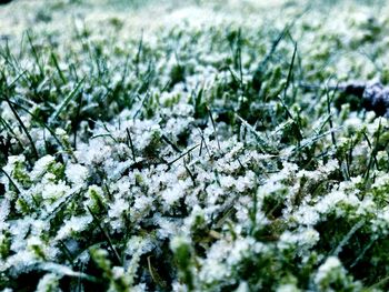 Close-up of plants during winter