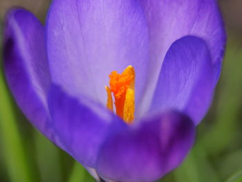 Close-up of purple crocus flower