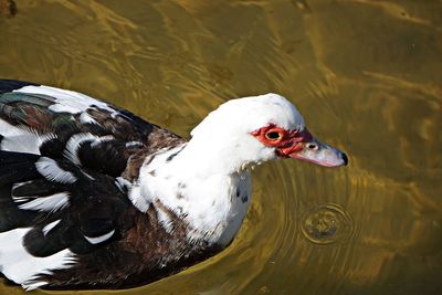 High angle view of duck swimming in lake