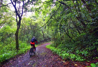 Man riding bicycle in forest