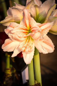 Close-up of flowering plant