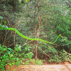 Trees in forest