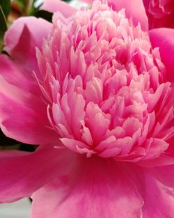 Close-up of pink dahlia