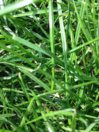 Full frame shot of raindrops on grass