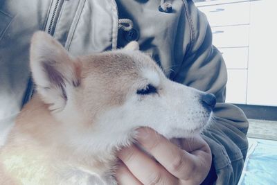 Close-up of hand holding dog