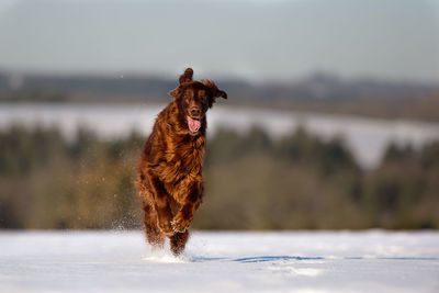 Dog running on snowy field during winter