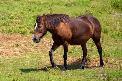 Side view of a horse on field