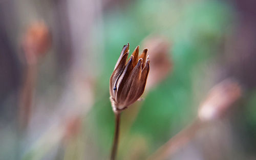 Close-up of flower bud