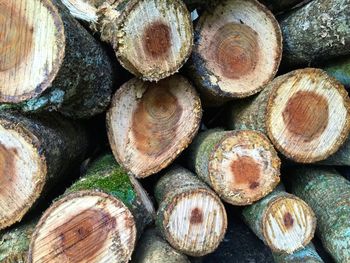 Full frame shot of logs at forest