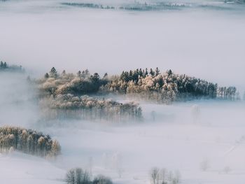 Trees in fog