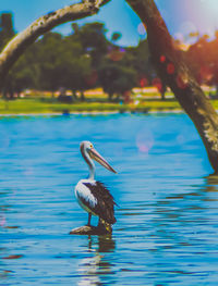 Bird perching on a lake