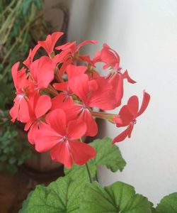 Close-up of red flowers blooming outdoors