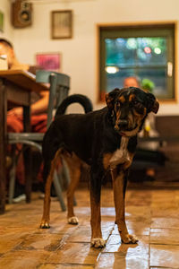 Portrait of dogs on street