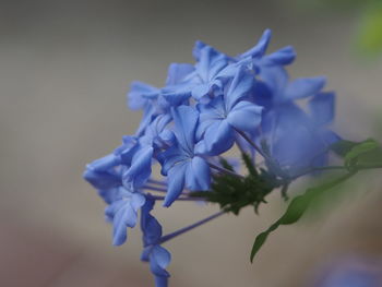 Close-up of purple flowering plant