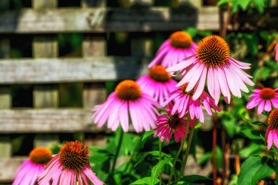 Close-up of pink flowers