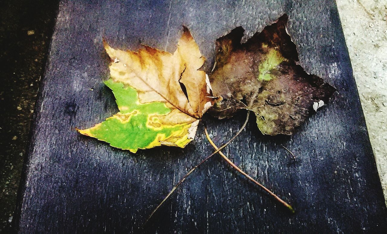 leaf, high angle view, dry, autumn, leaves, leaf vein, change, fallen, close-up, street, directly above, fragility, season, ground, nature, no people, still life, wet, asphalt, outdoors