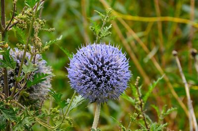 Close-up of purple flower blooming on field
