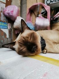 Close-up of a cat sleeping