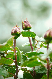 Close-up of green plant