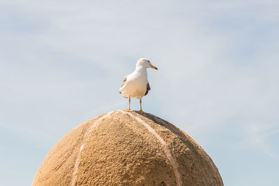 Low angle view of seagull perching on rock against sky