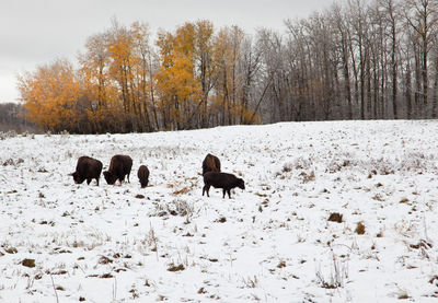 View of two dogs on snow covered land