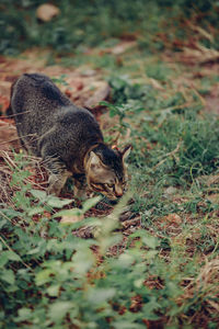 animal