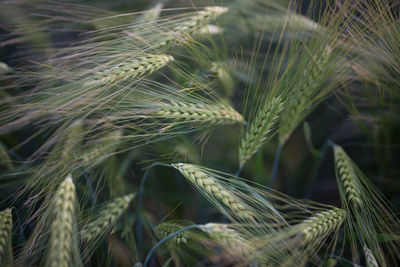 Close-up of wheat plant