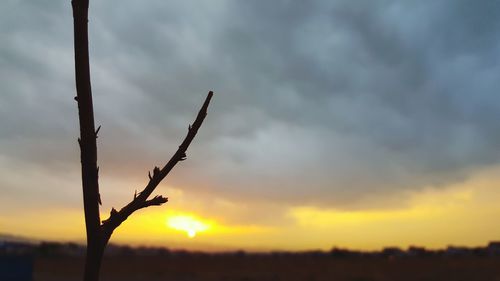 Close-up of silhouette tree against sky during sunset