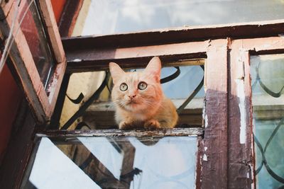 Portrait of a cat sitting on metal window
