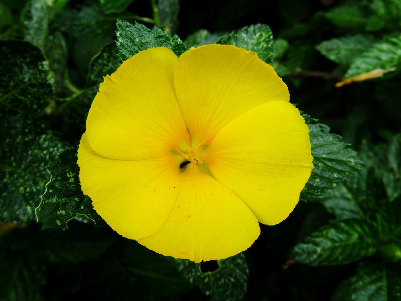 yellow, flower, beauty in nature, fragility, nature, petal, flower head, freshness, plant, growth, close-up, outdoors, no people, day, hibiscus