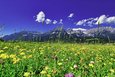 Scenic view of flowering plants on field against sky