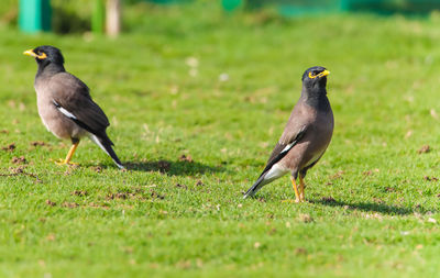 Bird perching on a field