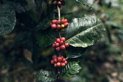 Close-up of red berries growing on tree