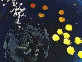 High angle view of flowering plant floating on water