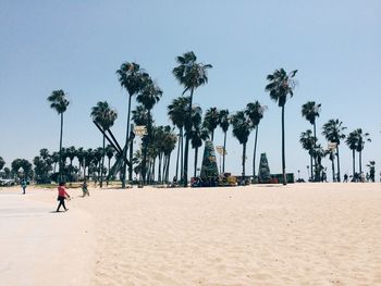 View of palm trees on calm beach