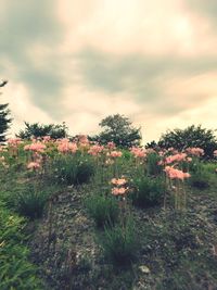 Plants and trees on landscape against sky