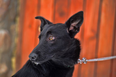 Portrait of black dog