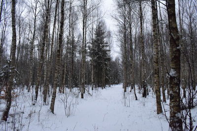 Trees in forest during winter