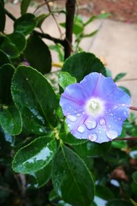 Close-up of wet purple flowering plant