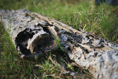 Close-up of lizard on field