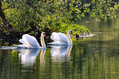 Swan floating on lake