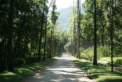 Road passing through forest