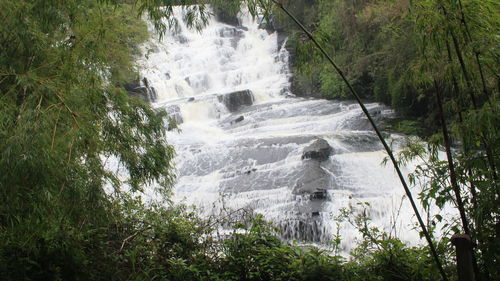 Scenic view of waterfall in forest