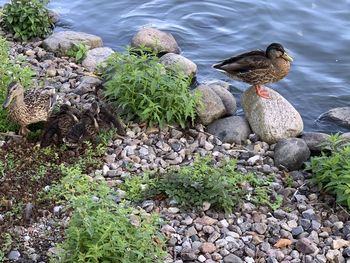 High angle view of ducks on rock in lake