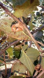 Close-up of tree branch