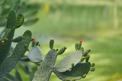 Close-up of cactus plant